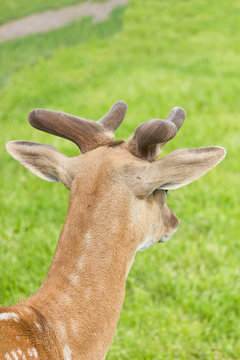 portrait of roe deer