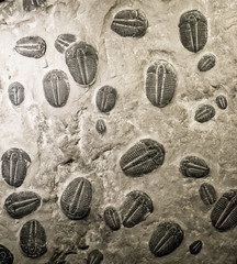 ancient trilobites fossils
