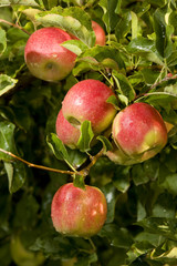 Pink lady apples in a tree ready for harvest
