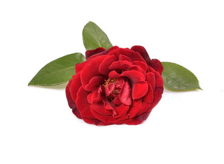 Naklejka premium Beautiful rose with leaves isolated on white