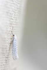 White insect with blue dots on wings