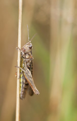 Brown grasshopper