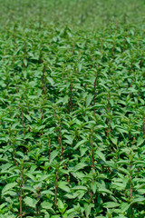 Coltivazione di Menta