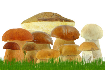 borowiki w trawie na białym tle © slawek_zelasko