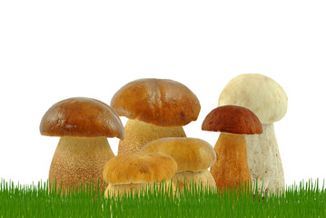 borowiki w trawie na białym tle © slawek_zelasko