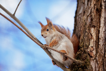 Squirrel