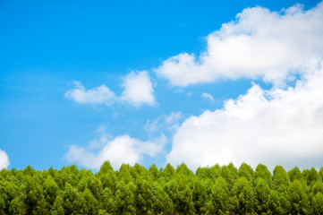 Fototapeta na wymiar Pine trees green and blue sky with clouds