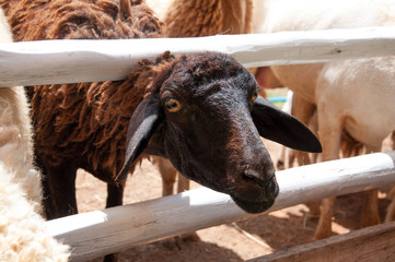 Head of brown sheep, Thailand.
