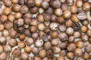 background from dried coriander