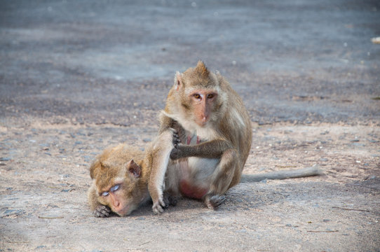 Two monkeys cleansing each other