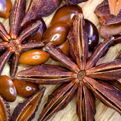 macro view of Anisetree star seeds
