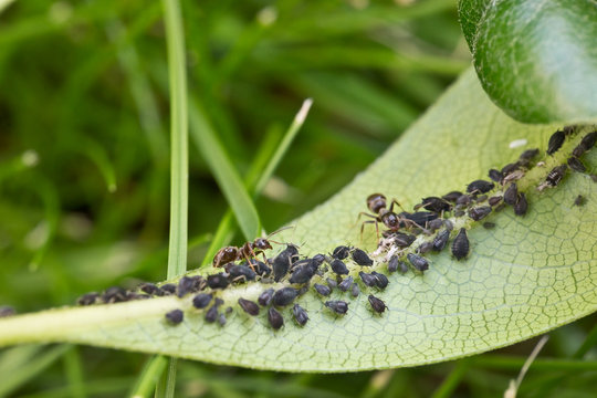 Pucerons noirs et fourmis sur une plante