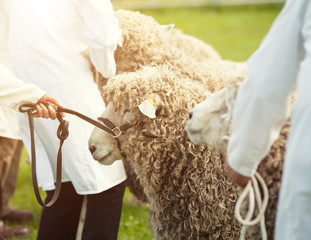 sheep show