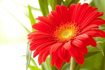 Flower Background. Red Gerbera Flower .