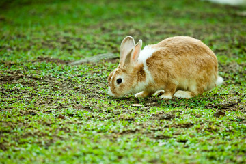 Bunny eating grass