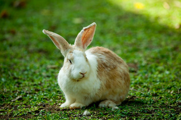 Bunny in the grass field