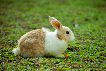 Bunny in the garden