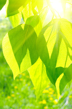 Summer background with poplar leaves