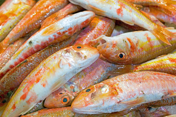 Fresh red mullet fish for sale