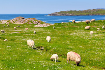 Sheeps  on Ring of Kerry grass fields - 53515165