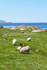 Ring of Kerry sheeps © captblack76