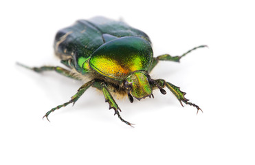 Rose chafer (Cetonia aurata) isolated on white
