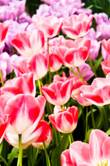 Obraz na płótnie Canvas Beautiful spring flowers. Tulips