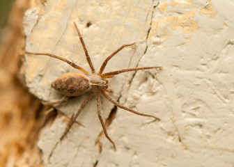Pisaura mirabilis