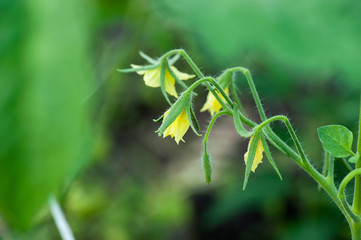 tomato flowers.