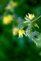 tomato flowers.