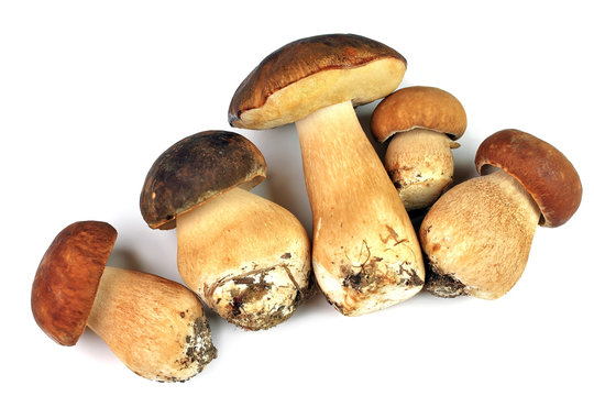 Five porcini mushrooms