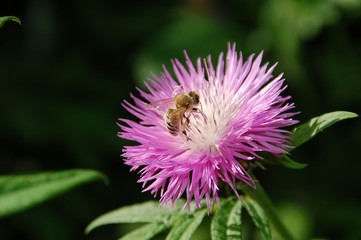 Honigbiene auf Blüte der Berg-Flockenblume