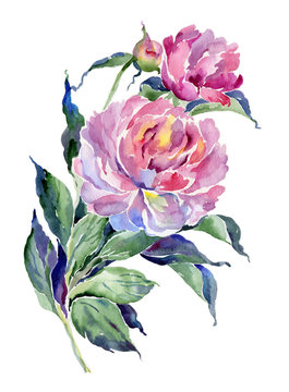 pink watercolor peonies on white background clip art preview