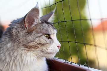 Balkon Katze!!!