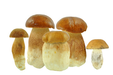 borowiki na białym tle