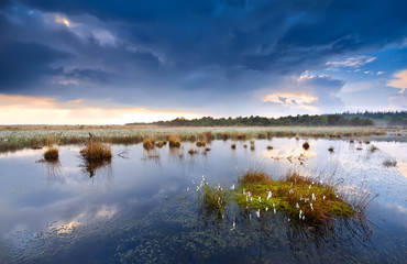 cotton grass on swamp after storm