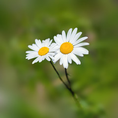 Fototapeta premium Margeriten