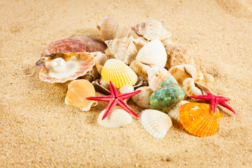 pearl on the seashell . The exotic sea shell . Treasure from the