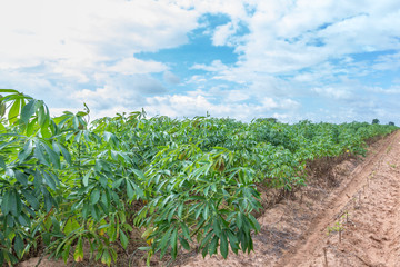 Fototapeta na wymiar Cassava or manioc plant field in Thailand