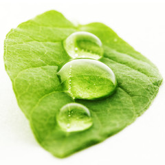 Water drop on leaf macro