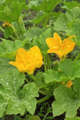 Yellow pumpkin flowers