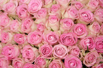 Pink roses in a group