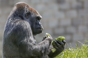 Gorilla Eating