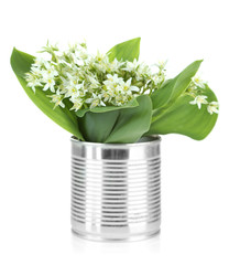 Beautiful mountain daffodils in metal can, isolated on white