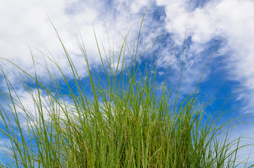 grass and cloudy sky