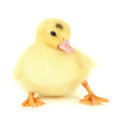 Cute duckling, isolated on white