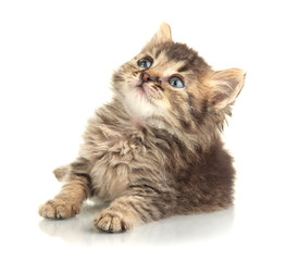 Small kitten isolated on white