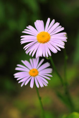 Purple camomile