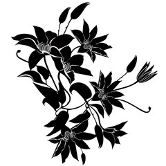 clematis flowers vector isolated - obrazy, fototapety, plakaty
