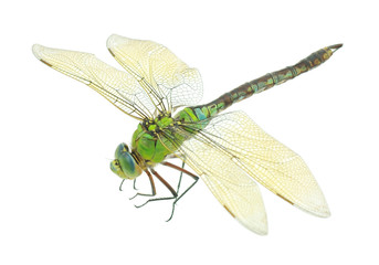 Dragonfly - obrazy, fototapety, plakaty